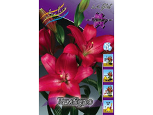 Lilium Tamburo 10 ��. 184,10 ���..jpg