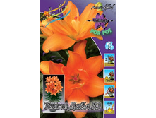 Lilium Tiny Double You 5 ��. 113,8 �..jpg