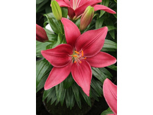 Lilium Tiny Pearl 5 ��. 113,8 �..jpg