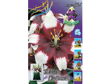 Lilium Tiny Padhye 5 ��. 113,8 �..jpg