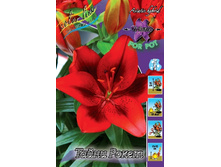 Lilium Tiny Rocket 5 ��. 113,8 �..jpg