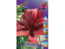 Lilium Tomar 10 ��. 184,10 ���..jpg