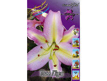 Lilium Tom Pouce 10 ��. 194,4 �..jpg
