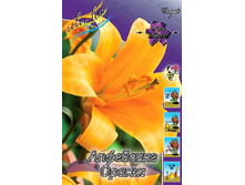 Lilium Up. Orange Planet 10 ��. 171,4 �..jpg