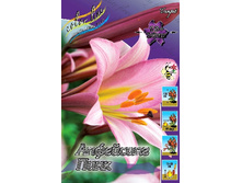 Lilium Up. Pink Planet 5��. 171,4 �..jpg