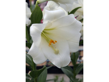 Lilium White Sea NEW 10 ��. 184,10 �..jpg