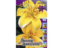 Lilium Yellow Electric 10 ��. 235,3 �..jpg