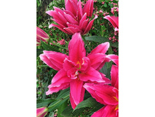 Roselily Elena 5 ��. 228,9 ���..jpg
