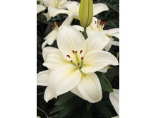 Lilium Yeti 10 ��. 177,7�..jpg