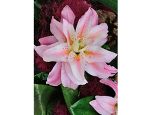 Roselily Felicia 5 ��. 241,7 ���..jpg