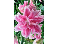 Roselily Isabella  5 ��. 241,7 ���..jpg