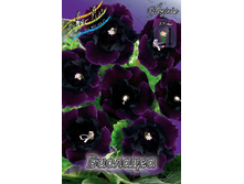 VIOLACEA 227,10�. 5��..jpg