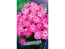 Phlox Alexandra 315,10�. �� 5 ��..jpg