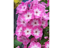 Phlox Anastasia 315,10�. �� 5 ��..jpg