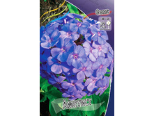 Phlox Amethyst 147,5 �. �� 5 ��..jpg
