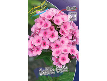 Phlox Baby Face 207 �. �� 5 ��..jpg