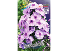 Phlox Brilliant Eyes 147,5 �. �� 5 ��..jpg