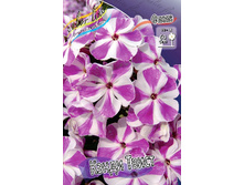 Phlox Candy Twist 436,5 �. �� 5 ��..jpg