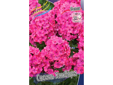 Phlox Cecile Hanbury 181,5 �. �� 5 ��..jpg