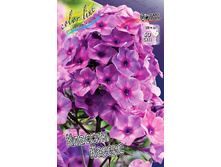 Phlox Classic Cassis 224 �. �� 5 ��..jpg