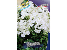 Phlox Danielle 207 �. �� 5 ��..jpg
