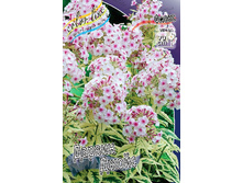 Phlox Darwins Joyce 292 �. �� 3 ��..jpg