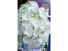 Phlox David 164,5 �. �� 5 ��..jpg