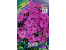Phlox Deliah 315,10�. �� 5 ��..jpg