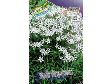 Phlox divaricata White Perfume 315,10�. �� 5 ��..jpg