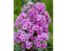 Phlox Eva Cullum 181,5 �. �� 5 ��..jpg