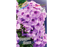 Phlox Fondant Fancy 315,10�. �� 5 ��..jpg