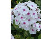Phlox Graf Zeppelin 164,5 �. �� 5 ��..jpg
