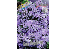 Phlox divaricata Blue Perfume 351,5 �. �� 5 ��..jpg