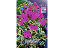 Phlox Harlequin 292 �. �� 3 ��..jpg