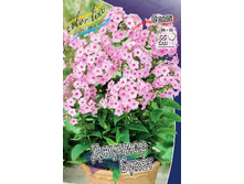 Phlox Junior Bouquet 327,2�. �� 5 ��..jpg