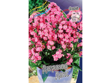 Phlox Junior Dance 327,2 �. �� 5 ��..jpg