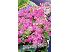 Phlox Junior Dream 327,2 �. �� 5 ��..jpg