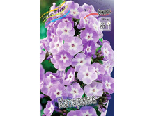 Phlox Katherine 181,5 �. �� 5 ��..jpg