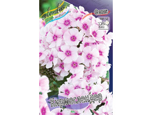 Phlox Kirmeslander 181,5 �. �� 5 ��..jpg
