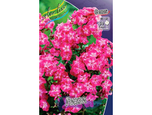 Phlox Lizzy 394�. �� 5 ��..jpg