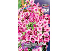 Phlox Magic Blue 266,5�. �� 5 ��..jpg