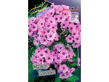 Phlox Mies Copijn 164,5�. �� 5 ��..jpg