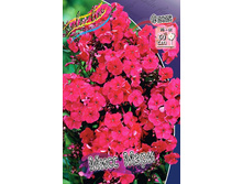 Phlox Miss Mary 207�. �� 5 ��..jpg