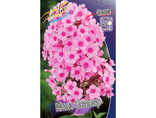 Phlox Miss Pepper 164,5 �. �� 5 ��..jpg