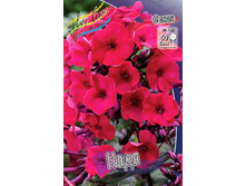 Phlox Nadia 309�. �� 5 ��..jpg
