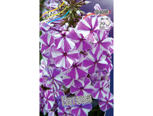 Phlox Natasja 315,10�. �� 5 ��..jpg