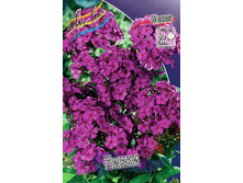 Phlox Nicky 181,5 �. �� 5 ��..jpg