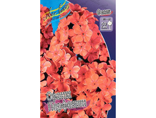Phlox Orange Perfection 164,5 �. �� 5 ��..jpg