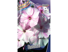 Phlox Picasso 315,10�. �� 5 ��..jpg