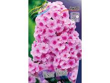 Phlox Ping Pong 207 �. �� 5 ��..jpg